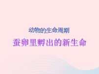 科学三年级下册1.蚕卵里孵出的新生命说课ppt课件