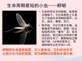 三年级科学下册第二单元动物的生命周期1蚕卵里孵出的新生命课件5教科版