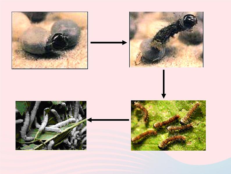 蚕的生长变化PPT课件免费下载02