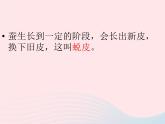 蠶的生長(zhǎng)變化PPT課件免費(fèi)下載
