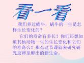 三年级科学下册第二单元动物的生命周期1蚕卵里孵出的新生命课件教科版