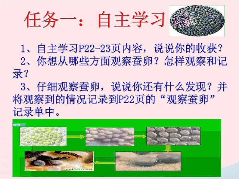 三年级科学下册第二单元动物的生命周期1《蚕卵里孵出的新生命》课件2教科版05