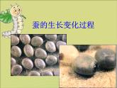 三年级科学下册第二单元动物的生命周期2蚕的生长变化课件3教科版