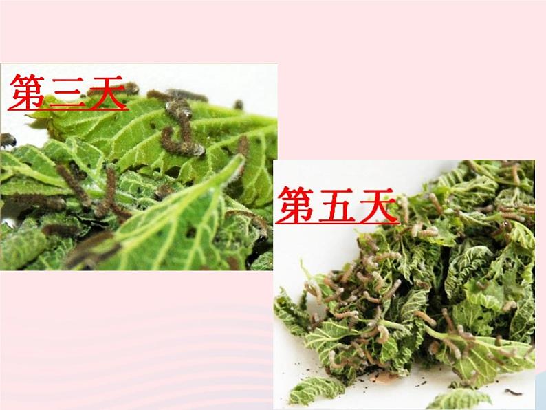 三年级科学下册第二单元动物的生命周期2蚕的生长变化课件3教科版07