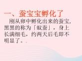 三年级科学下册第二单元动物的生命周期2蚕的生长变化课件2教科版