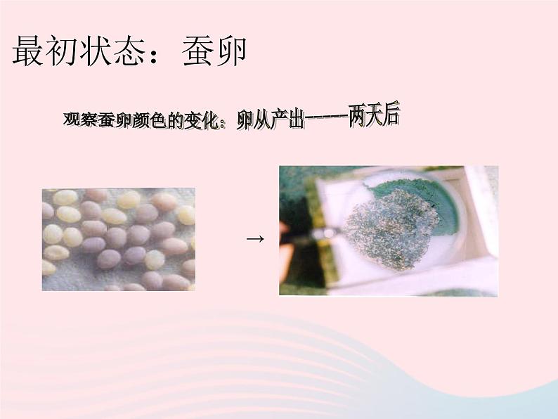 三年级科学下册第二单元动物的生命周期2蚕的生长变化课件2教科版03