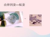 三年级科学下册第二单元动物的生命周期2蚕的生长变化课件2教科版