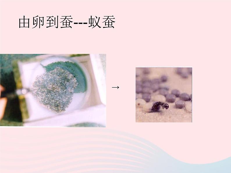 三年级科学下册第二单元动物的生命周期2蚕的生长变化课件2教科版05