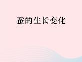 三年级科学下册第二单元动物的生命周期2蚕的生长变化课件5教科版