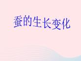 三年级科学下册第二单元动物的生命周期2蚕的生长变化课件教科版