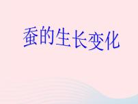 小学科学教科版三年级下册2.蚕的生长变化教案配套ppt课件