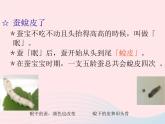 三年级科学下册第二单元动物的生命周期2蚕的生长变化课件教科版