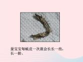 三年级科学下册第二单元动物的生命周期2蚕的生长变化课件教科版