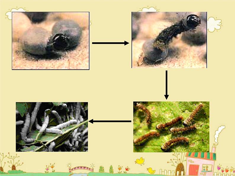 三年级科学下册第二单元动物的生命周期2蚕的生长变化课件教科版04