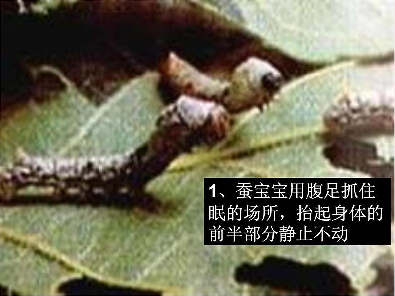 三年级科学下册第二单元动物的生命周期2蚕的生长变化课件教科版08