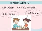 三年级科学下册第二单元动物的生命周期2蚕的生长变化课件4教科版