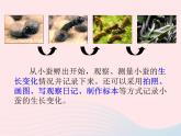 三年级科学下册第二单元动物的生命周期2蚕的生长变化课件4教科版