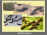 三年级科学下册第二单元动物的生命周期2蚕的生长变化课件4教科版