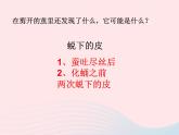 三年级科学下册第二单元动物的生命周期3蚕变了新模样课件2教科版