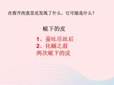 三年级科学下册第二单元动物的生命周期3蚕变了新模样课件2教科版