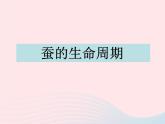 三年级科学下册第二单元动物的生命周期5蚕的生命周期课件1教科版