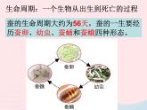 三年级科学下册第二单元动物的生命周期5蚕的生命周期课件1教科版