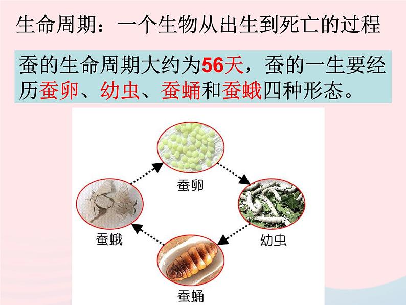 三年级科学下册第二单元动物的生命周期5蚕的生命周期课件1教科版02