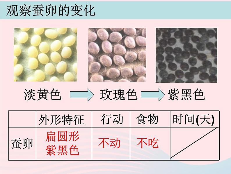 三年级科学下册第二单元动物的生命周期5蚕的生命周期课件1教科版03