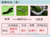 三年级科学下册第二单元动物的生命周期5蚕的生命周期课件1教科版