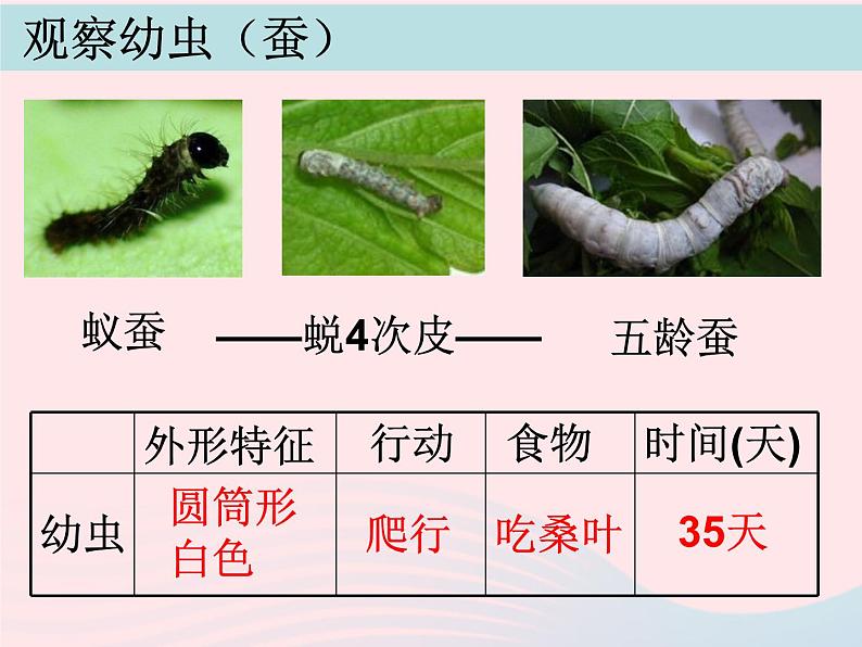 三年级科学下册第二单元动物的生命周期5蚕的生命周期课件1教科版04