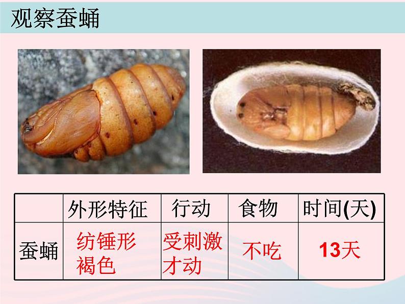 三年级科学下册第二单元动物的生命周期5蚕的生命周期课件1教科版05