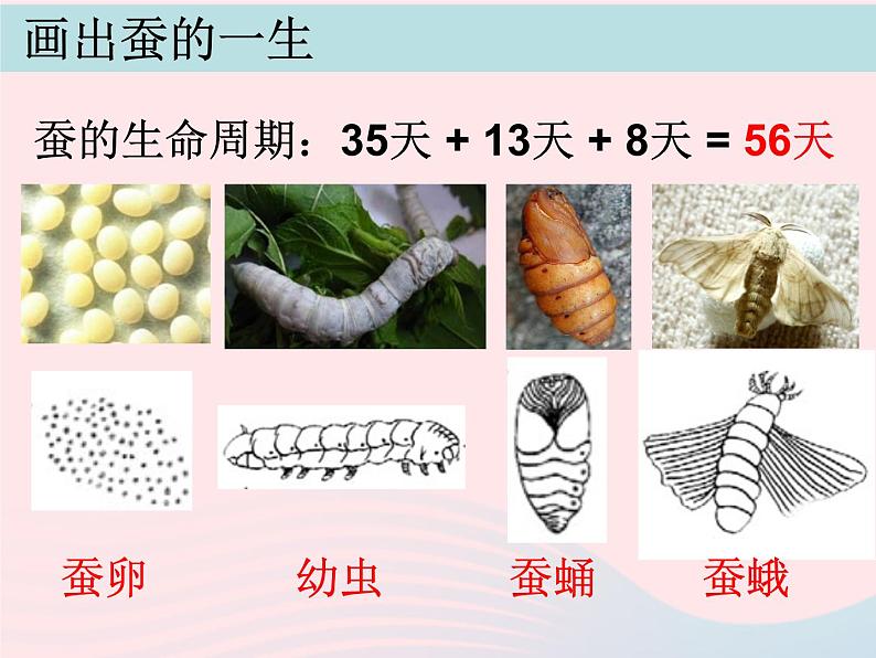 三年级科学下册第二单元动物的生命周期5蚕的生命周期课件1教科版07