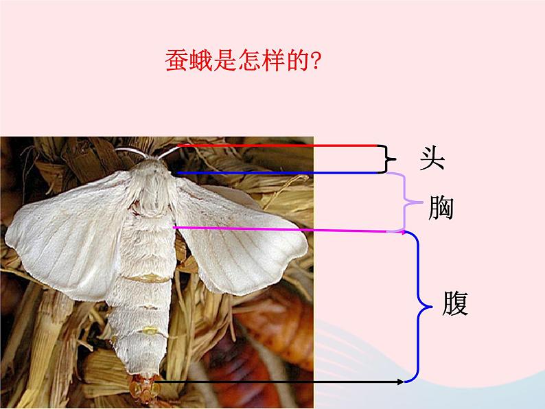 三年级科学下册第二单元动物的生命周期4蛹变成了什么课件2教科版03