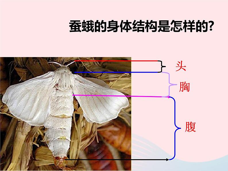 三年级科学下册第二单元动物的生命周期4蛹变成了什么课件3教科版05