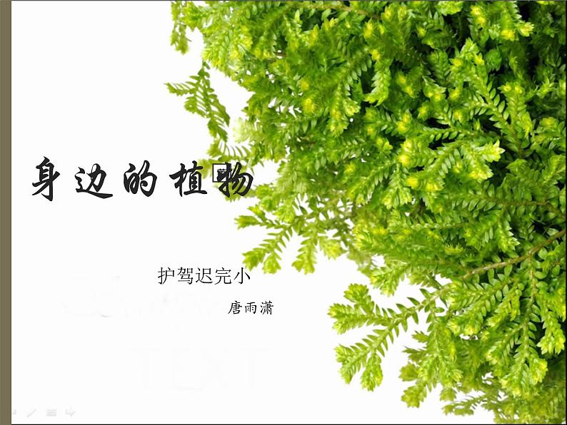 湘教版（三起）科学三年级上册第二单元1、身边的植物 课件01