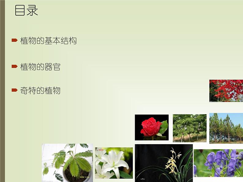 湘教版（三起）科学三年级上册第二单元1、身边的植物 课件02