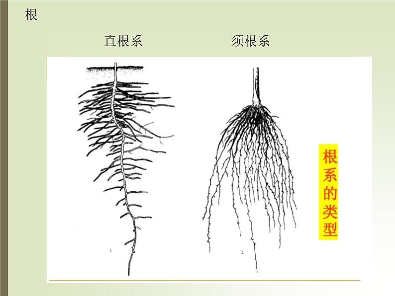 湘教版（三起）科学三年级上册第二单元1、身边的植物 课件05