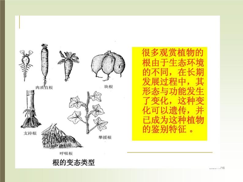 湘教版（三起）科学三年级上册第二单元1、身边的植物 课件06