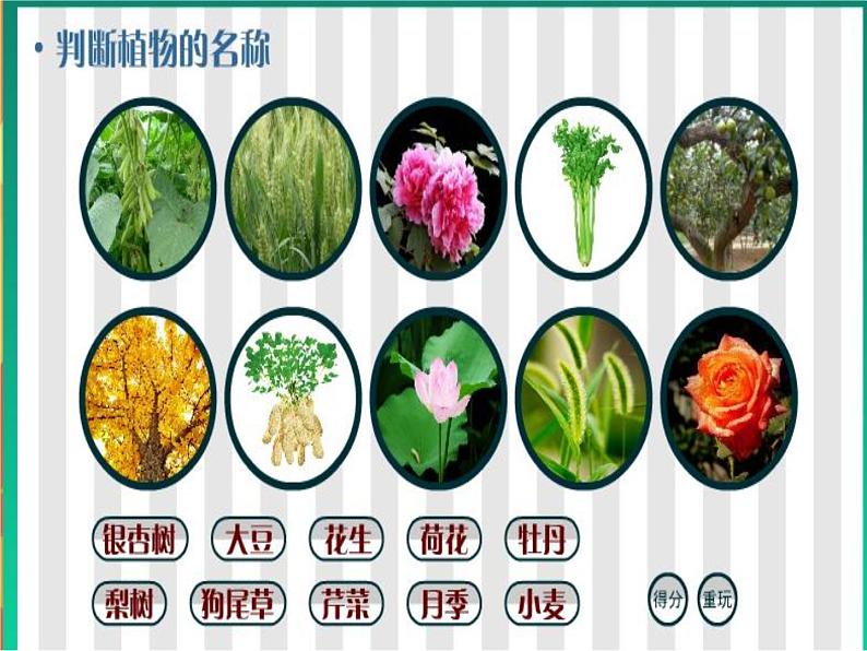 湘教版（三起）科学三年级上册第二单元1-身边的植物 课件03