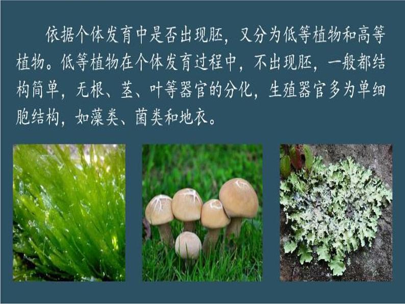 湘教版（三起）科学三年级上册第二单元1-身边的植物 课件05