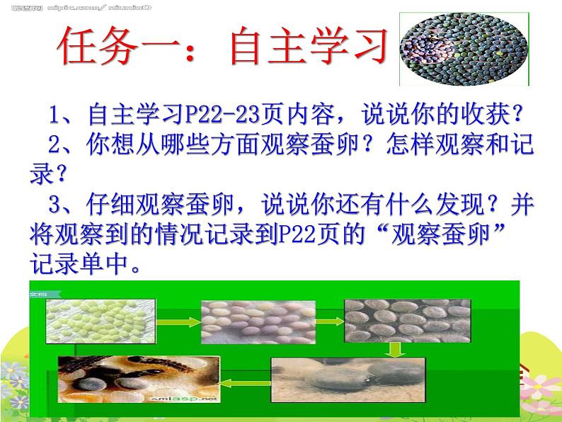 教科版（三起）科学三年级下册第二单元1《蚕卵里孵出的新生命》课件05