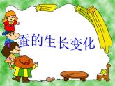 教科版（三起）科学三年级下册第二单元2、蚕的生长变化 课件