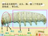 教科版（三起）科学三年级下册第二单元2、蚕的生长变化 课件