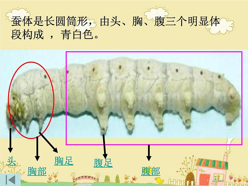 教科版（三起）科学三年级下册第二单元2、蚕的生长变化 课件03