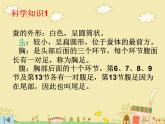 教科版（三起）科学三年级下册第二单元2、蚕的生长变化 课件