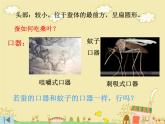 教科版（三起）科学三年级下册第二单元2、蚕的生长变化 课件