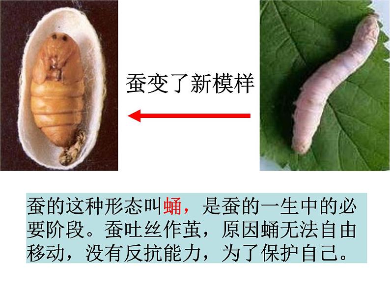 教科版（三起）科学三年级下册第二单元3、蚕变了新模样 答案 课件04