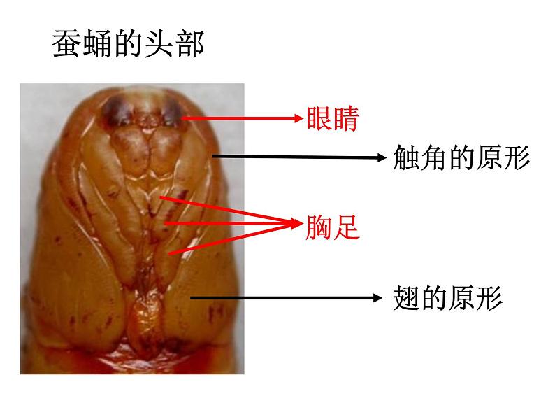 教科版（三起）科学三年级下册第二单元3、蚕变了新模样 答案 课件06