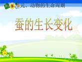 教科版（三起）科学三年级下册第二单元2-蚕的生长变化 课件