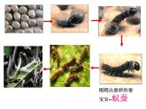 教科版（三起）科学三年级下册第二单元2《蚕的生长变化》 课件